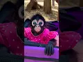 Download Lagu Sweet baby Spider Monkey #shorts #animals