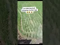 Download Lagu Harap berhati hati lagi kalau pasang perangkap tikus menggunakan setrum listrik