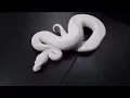 Ball pythons to get first Best beginner snakes for ball python breeding