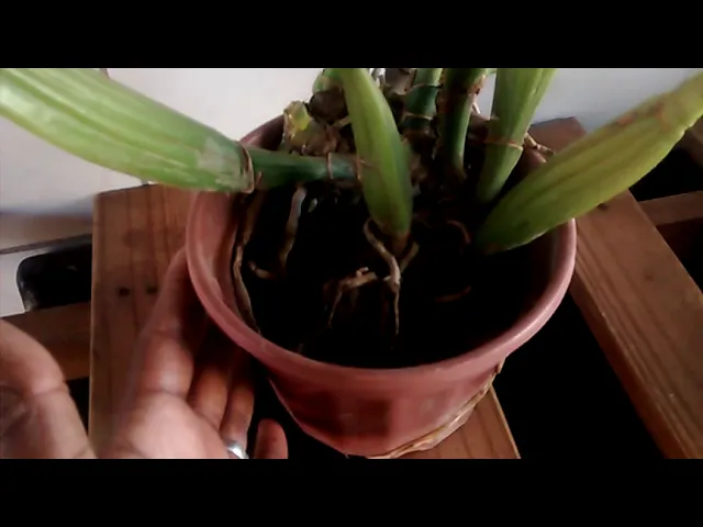 CORTEI ESPATA DESSA ORQUÍDEA ERREI COMPRAR ADUBAÇÃO?