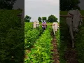 Lagu #folksong #song #https #love #dj #farming #tsfarmers #trendingshorts #trending #musicgenre