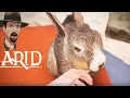 You Can Pet The BUNNY - ARID Full Release Gameplay First Look Again Ep