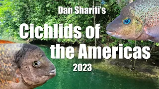 Download Behind the scenes of Dan Sharifi's Cichlids of the Americas 2023, New and Improved MP3