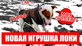 ЛОКИ БОБО играет сам 😲 с новой игрушкой 🐾 Дог влог