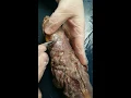 Mink Muscle Dissection - Part 2