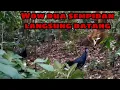 MENJERAT AYAM HUTAN BIRU,CARA ORANG PEDALAMAN MENJERAT AYAM SEMPIDAN KALIMANTAN
