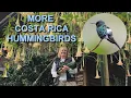 Download Lagu The Costa Rica Hummingbirds at Rancho Naturalista Amazed Me