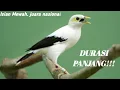 Download Lagu Masteran Burung Jalak Putih gacor Full Isian