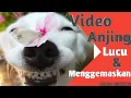 Download Lagu LUCU!!! Kompilasi Video Anjing Lucu dan Menggemaskan Tahun 2020