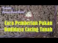 Download Lagu Pemberian Pakan Cacing Tanah Yang Kita Budidayakan, Agar Cepat Tumbuh Besar dan Berkembangbiak
