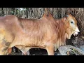 Download Lagu Ajorr Brahman Super Harga Murah Meriah !! Pusing Sepi Pembeli !! Pasar Sapi Tuban 