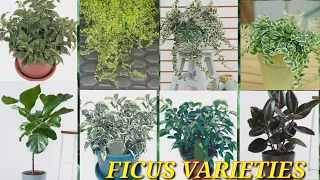 BEAUTIFUL FICUS VARIETIES NAMES OF FICUS BEAUTIFUL PLANTS