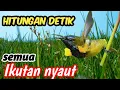 Lagu Masteran Sogon (Sogok Ontong) Full Isian Sadis