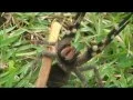 Lagu Phoneutria - Armadeira - Brazilian Wandering Spider - Brazil vándorpók - Atack/Defense