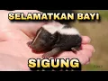 Download Lagu Selamatkan B4yi Sigung Tanpa Induk - Rescue Animals