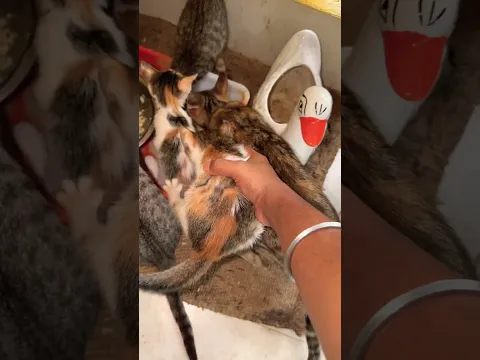 Don’t miss your meal #cute