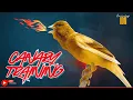 Download Lagu A Special Canary to Seduce All The Canaries | The Belgian Singing Canary training 4K - Canary IDN