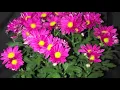 minot flower shop