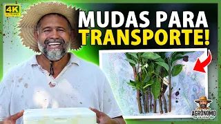 Como guardar GALHOS para fazer MUDAS