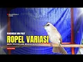 Suara Burung TRUCUKAN gacor TARUNG ROPEL PANJANG pancingan trucukan agar JADI trucuk gacor EMOSI