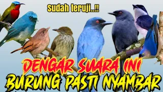 suara pikat burung ribut mp3 mudah terpancing mudah turun yg pasti burung pada nyambar 