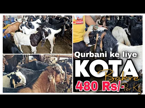 Download MP3 KOTA bakre bhi Wazan pe Aagaye STAR GOATS FARM Asif STD 88798 09944 Mumbra Mumbai