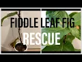 Garden Project - Fiddle Leaf Fig Root Rot Rescue