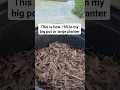Ideas on how to fill in big pot or large planter