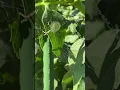 Big Butt Spider