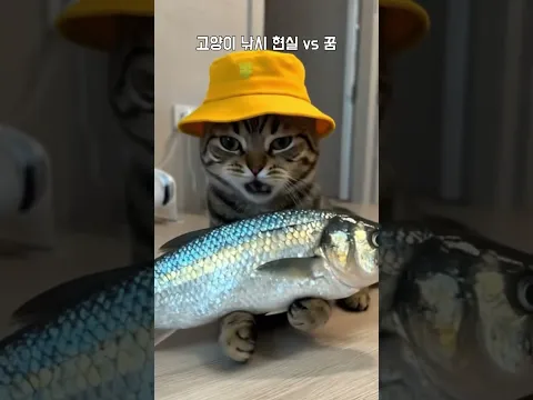 고양이 낚시 현실 VS 꿈