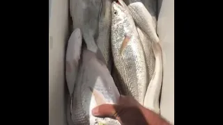 حداق الكويت    أبراهيم العلي نقرور نويبي دندنها