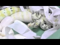 Carpet Python Laying Eggs K Brothers Pythons Bonus Footage