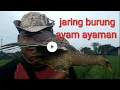 Download Lagu Menjarinh burung ayam ayaman sawah