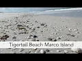 Virtual beach walk at Tigertail Beach Marco Island at low tide
