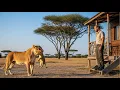 Lagu Wild Lion Waits at Ranger's Cabin with Cub in Her Mouth - What Happens Next Will Shock You