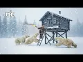 Lagu Surviving -71°C: Trapped By Polar Bears | The Night I Fought For My Life In The Frozen North