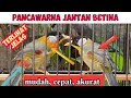 Download Lagu CARA MEMBEDAKAN BURUNG PANCAWARNA JANTAN DAN BETINA AKURAT