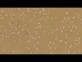 Ant Simulation