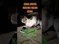 MUSIK KUCING MESIR KUNO KATANYA TAPI GUA DI CUEKIN