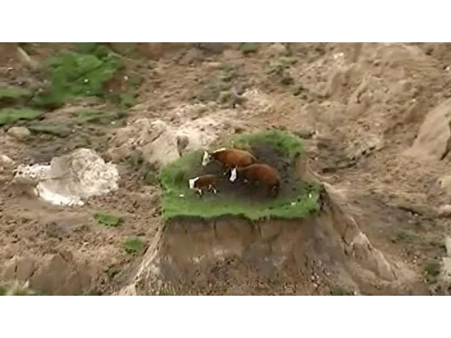 სამი ძროხა მიწისძვრის ეპიცენტრში - ვიდეო ინტერნეტიდან