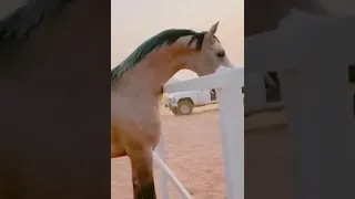 الشيخ زاخر ابن الكسندر دندنها