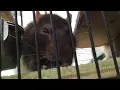 Rat Eats Blueberry