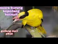 Download Lagu suara burung kejepit