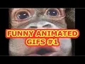 Funny Animated GIFS