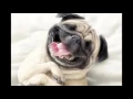 Download Lagu dog sound effects - efek suara anjing