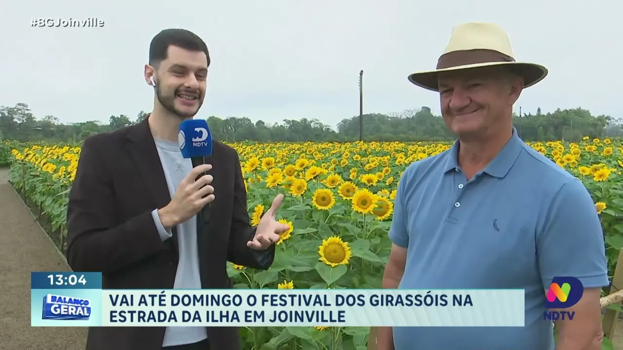 Vai até domingo o Festival dos Girassóis na Estrada da Ilha em Joinville