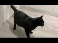 Confused cat chases the shadow of his own tail