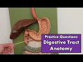 Digestive Tract Anatomy Review and Quiz