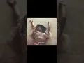 Download Lagu MEL IS LITERALLY A LEGEND//literal legend ayesha erotica//melanie martinez trends//#edit #melanie