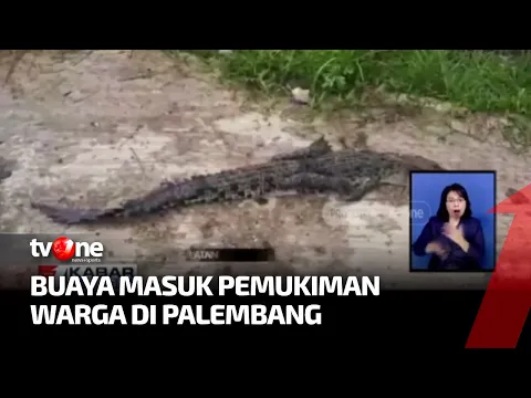 Terbawa Arus Banjir, Beberapa Buaya Masuk ke Rumah Warga di Palembang